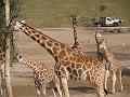 Giraffe Family-7